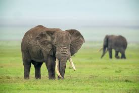 <span style="font-weight: bold;">3 Days Tanzania Unforgettable Safari</span>